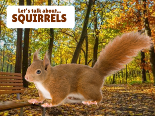 Let's Talk About Squirrels by Erin
