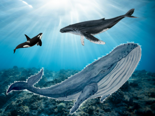 Let's Talk About Whales by Erin