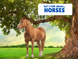Let's Talk about Horses by Erin