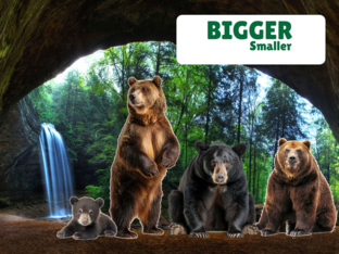 Let's talk about bears by Erin