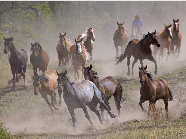 Leuke Paarden Puzzels by Isa Galbu