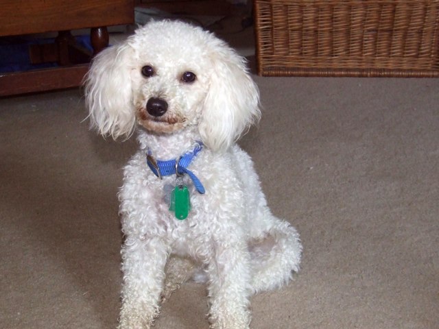 Lexis Poodle by Katie Abrams