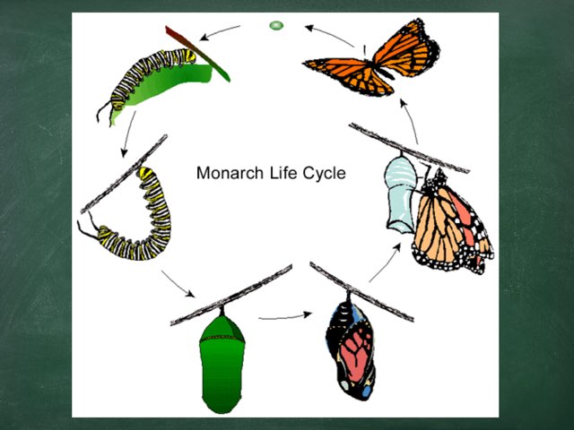 Life Cycle Of A Butterfly by Sheila labriola