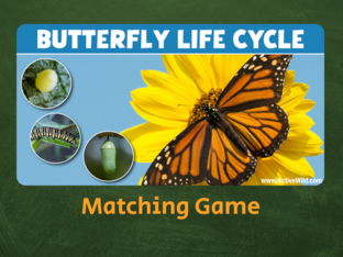 Life Cycle Puzzle by Steffanie Williams