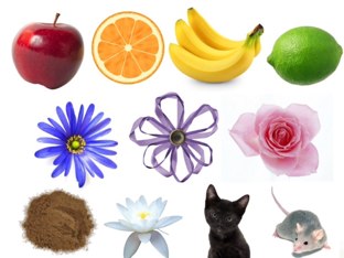 Los Colores 1 by Muni Luetkenhaus