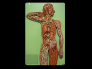 Lymphatic and Immune Systems Review  by Anatomy and Physiology