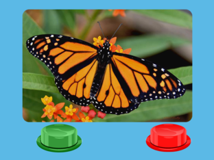 Mammals and Egg Layers by Valisa Harmon