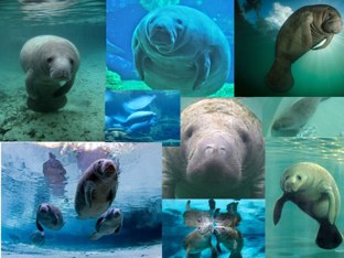 Marine Animals Free Activities online for kids in Kindergarten by Haley