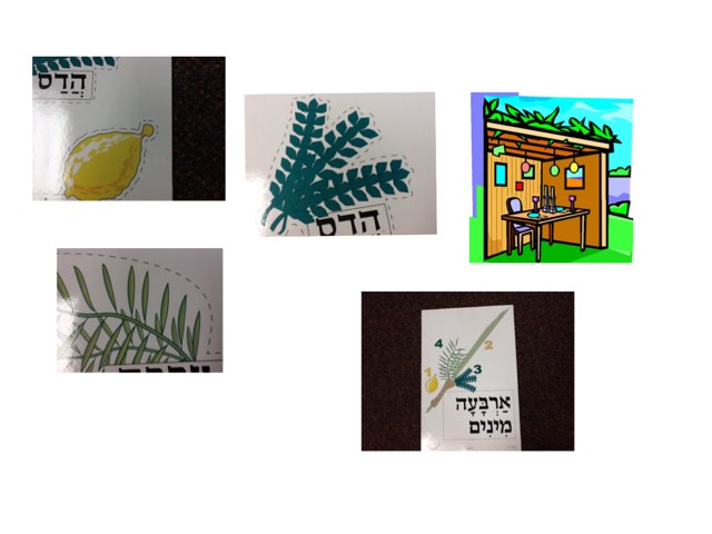 Mia Soffer  Sukkot by Nadine Linton