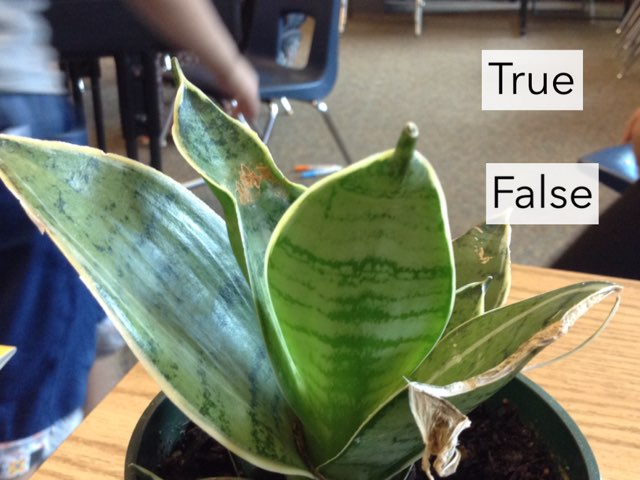 Michael's Plant Characterstics by Colleen Kanemoto