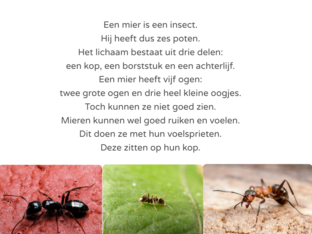 Mieren by Febe De Henau