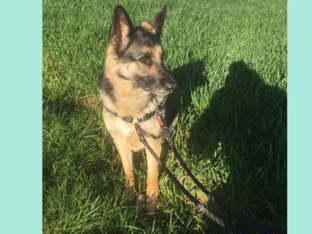 Milieu BUSO1 by Jacob Van Dijck