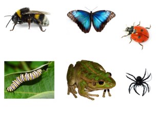 Mini Beasts by Adam Foster