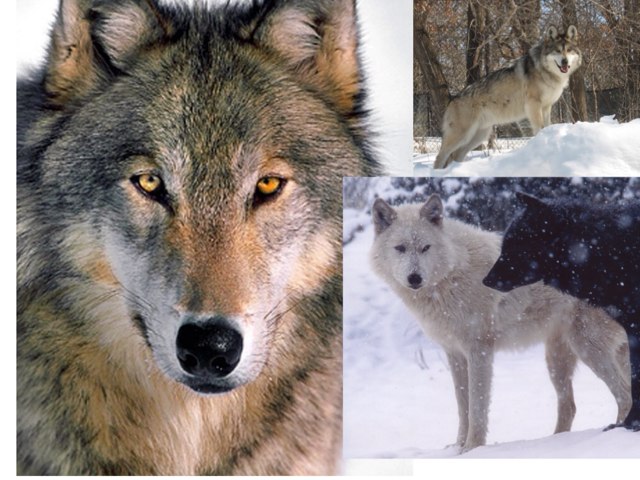 My Balto by Jessie Kinghan