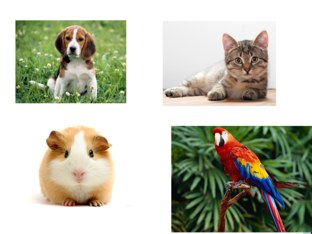 Name That Pet by Potato Dude