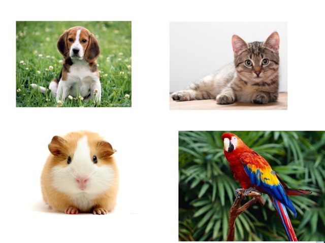 Name That Pet by Potato Dude