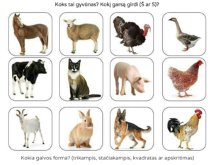 Naminių gyvūnų paieškos by Indre