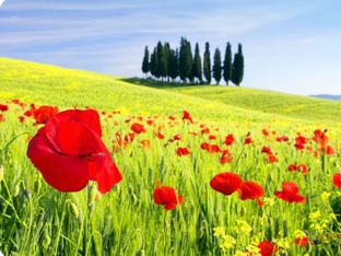 Natureza by Maria João Ferreira