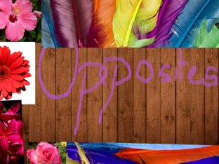 Opposites by Lisa Iyer