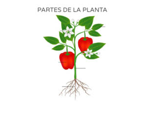 PARTES DE LA PLANTA by Abril