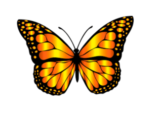 PUZZLE DE INSECTOS by Iria Gil Iglesias