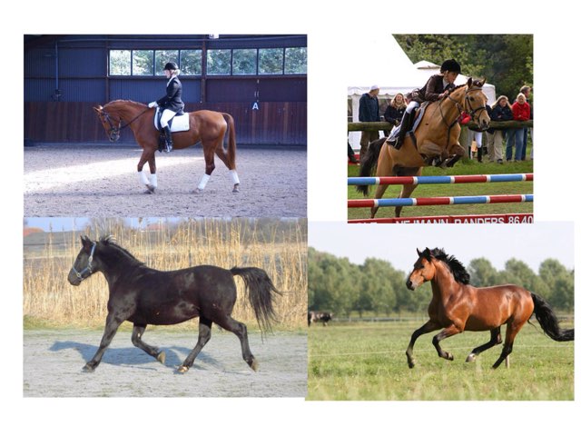 Paarden Quiz  by Isa Galbu