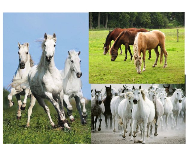 Paardjes by Isa Galbu