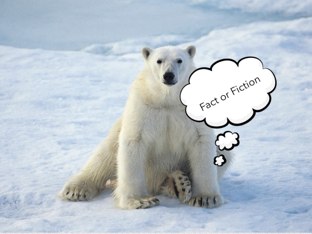 Polar Bear Fact Or Fiction by Kay Carrio