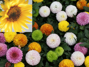 Pollinate the flowers game by Maryanne