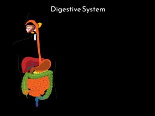 Praneshwar's Human Digestive System by Praneshwar Eswaran