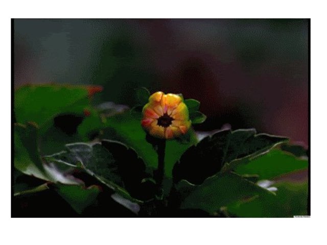 Primavera  by German Gutierrez