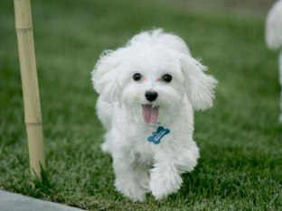 Puppy Pals by Cat Cat