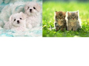 Pups And Kitties by DIA Rose