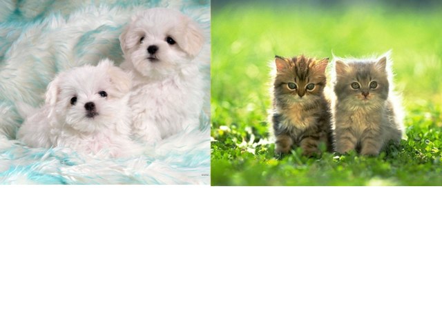 Pups And Kitties by DIA Rose