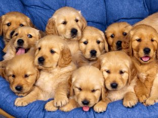 Put The Dogs Back by Bisni khaibakh