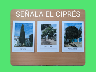 RECONOCEMOS LOS ÁRBOLES DEL ARENERO by GUMERSINDA CUENCA MARTÍNEZ