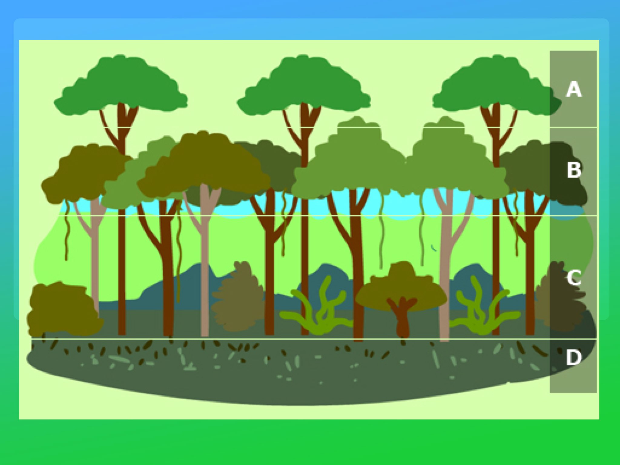 Play Rainforest layers Quiz by Y6F Y6F on TinyTap