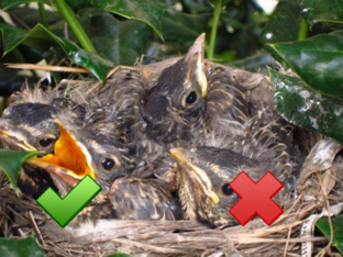 Robin Chicks by Valisa Harmon