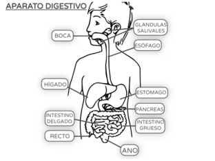 SISTEMAS DE ÓRGANOS DEL SER HUMANO  by Juan Viglianco