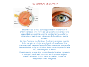 SISTEMA DE LA VISTA by Vinia  Manzano