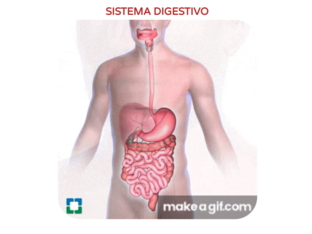 SISTEMA DIGESTIVO by Vinia  Manzano