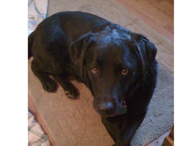 Sammy Color by Joanne Troutner