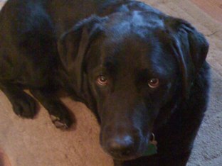 Sammy Example by Joanne Troutner