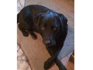 Sammy by Joanne Troutner