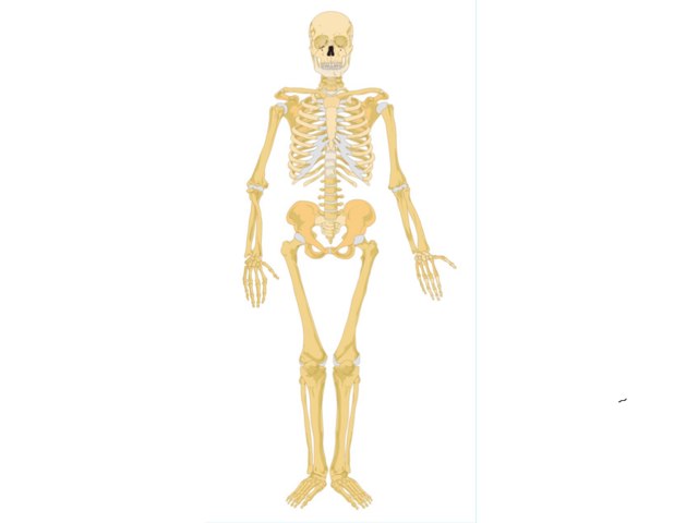 Gemma Skeleton Free Games online for kids in Nursery by Mr ...