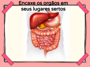 Sistema digestorio 1 by chiara lara