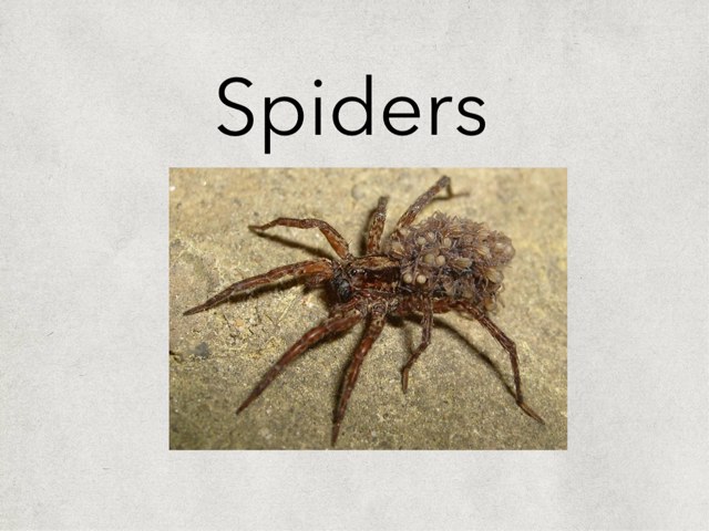 Spiders  by Amanda Kae