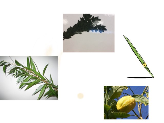 Sukkot Avi Okner by Nadine Linton