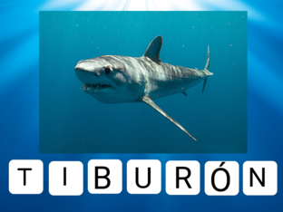 TIBURON by Ty U Gu