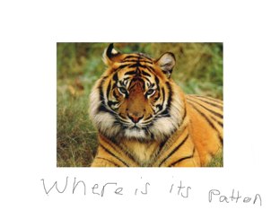 The Ultimate Guessing Game by Shannon Fuller